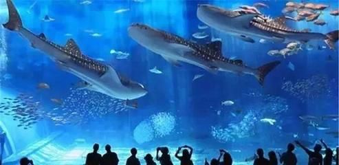 水族館里有什么種類的魚：水族館中常見的魚類種類繁多涵蓋了從小型熱帶魚到大型海洋生物 水族館百科（水族館加盟） 第4張