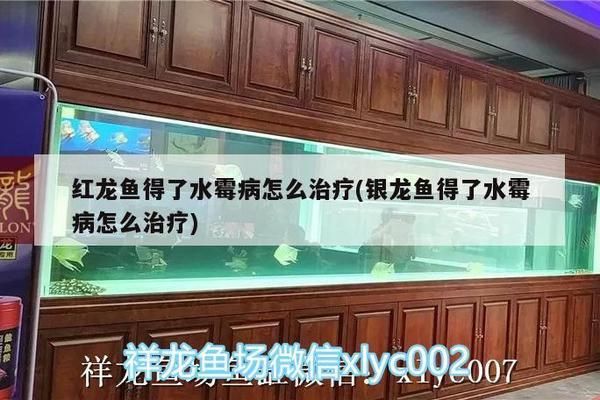 觀賞魚銀龍魚吃什么：關于銀龍魚的一些問題 水族問答 第1張