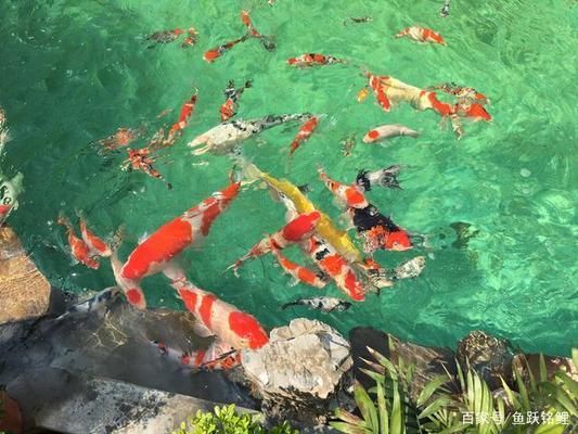 觀賞魚(yú)飼料中植物成分的作用：植物成分在觀賞魚(yú)飼料中的作用 觀賞魚(yú)百科 第2張