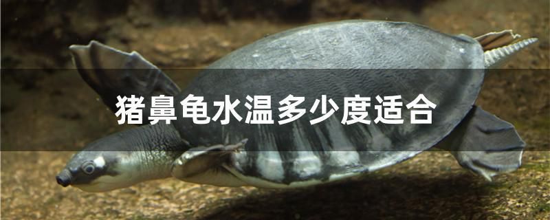 豬鼻龜溫度多少：豬鼻龜冬季保溫方法、豬鼻龜冬季保溫措施豬鼻龜冬季保溫方法 豬鼻龜百科 第3張