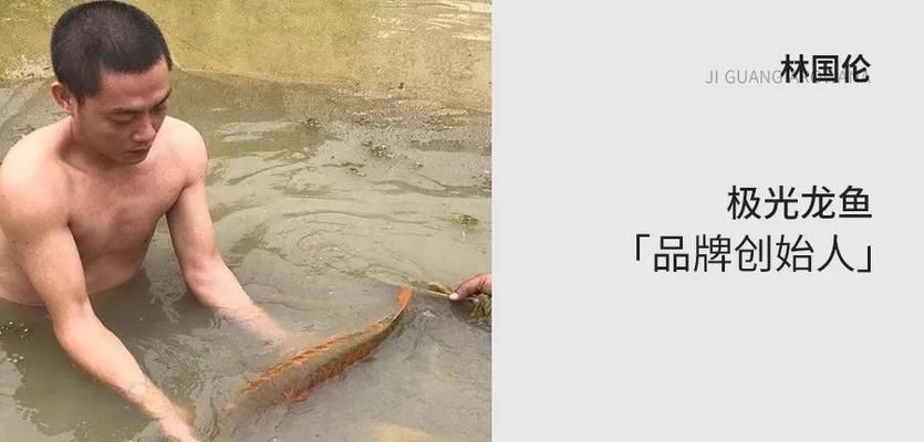 龍魚(yú)誘色燈與普通燈有什么分別：如何搭配龍魚(yú)誘色燈