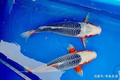 國畫金龍魚的畫法：國畫中的金龍魚的畫法 水族問答 第1張