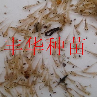 國內(nèi)繁殖金龍魚：在國內(nèi)如何繁殖金龍魚的方法和技巧和技巧和技巧 水族問答 第2張