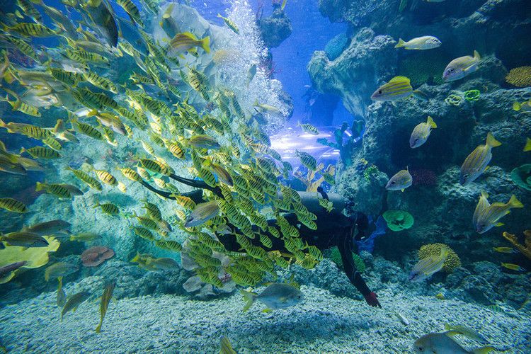 蕪湖水族館：蕪湖水族館地址