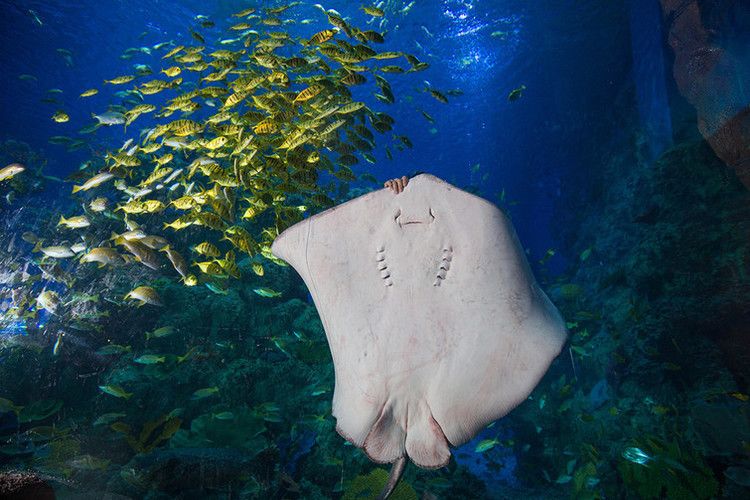 蕪湖水族館：蕪湖水族館地址