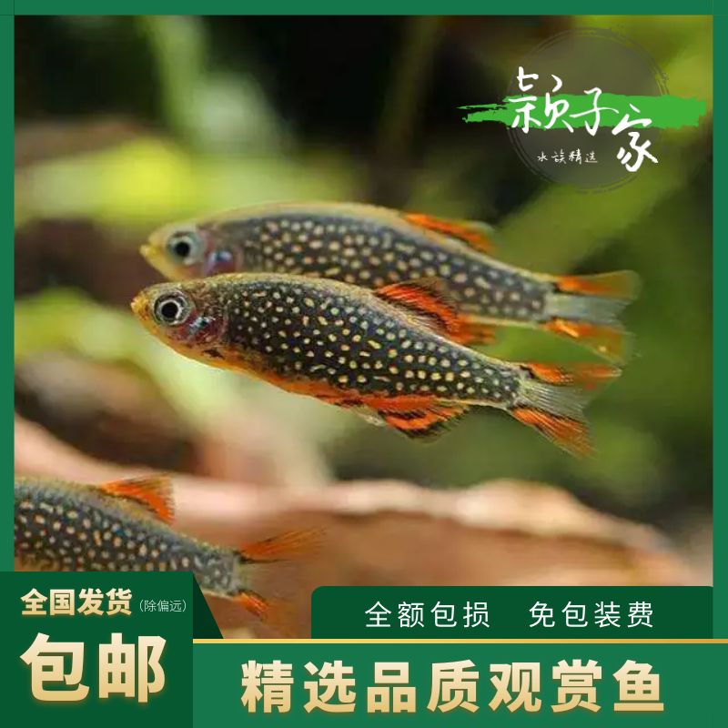 混養(yǎng)觀賞魚(yú)疾病預(yù)防措施：混養(yǎng)觀賞魚(yú)疾病預(yù)防 觀賞魚(yú)百科 第4張