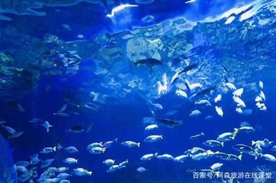 日照水族批發(fā)市場：日照水產(chǎn)市場在哪里 全國觀賞魚市場 第3張