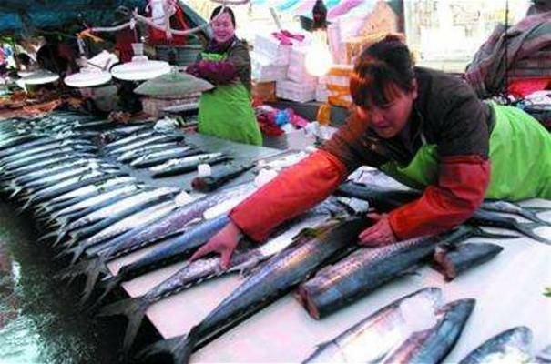 日照水族批發(fā)市場：日照水產(chǎn)市場在哪里 全國觀賞魚市場 第5張