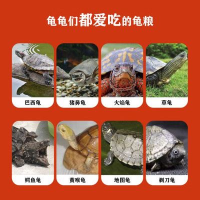 豬鼻龜吃什么飼料好：鄉(xiāng)村鐵事農(nóng)村兒時捉魚時豬鼻龜吃什么飼料好豬鼻龜吃什么好