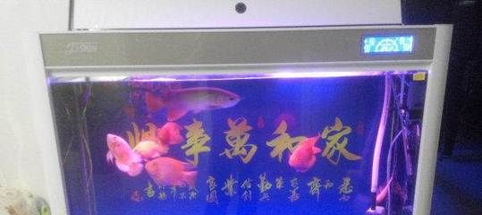 雞西水族批發(fā)市場(chǎng)：雞西水族批發(fā)市場(chǎng)在哪里雞西水族批發(fā)市場(chǎng)地址在哪里