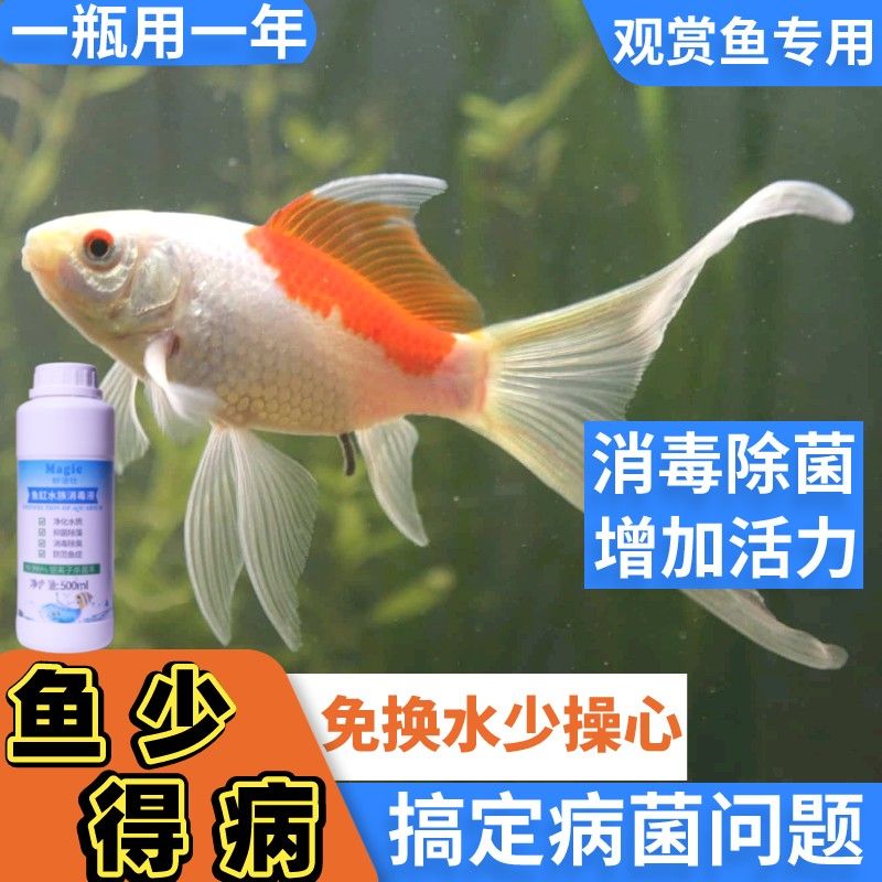 觀賞魚水質(zhì)凈化技巧：觀賞魚水質(zhì)的凈化技巧 觀賞魚百科 第2張