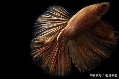 熱帶觀賞魚水溫調(diào)節(jié)方法：熱帶觀賞魚如何調(diào)節(jié)水溫 觀賞魚百科 第6張