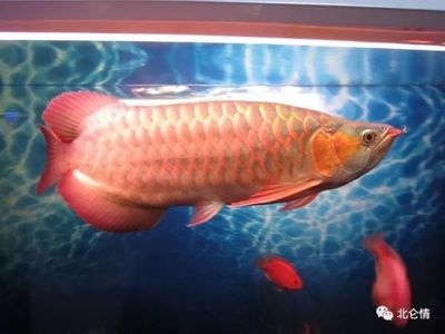 過(guò)背金龍魚與紅尾金龍魚區(qū)別：過(guò)背金龍魚與紅尾金龍魚的飼養(yǎng)差異 金龍魚百科 第5張