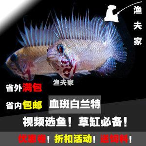 過背金龍魚的價(jià)格是多少錢：如果我要買一條背金龍魚，大概需要多少錢呢？ 水族問答 第1張