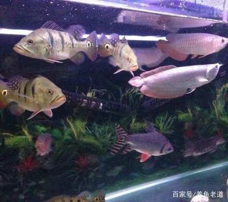 觀賞魚夜間缺氧的預(yù)防措施：如何有效預(yù)防觀賞魚夜間缺氧？ 觀賞魚百科 第4張