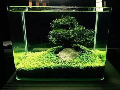 觀賞魚缸內(nèi)植物的作用：觀賞魚缸內(nèi)植物的主要作用 觀賞魚百科 第2張