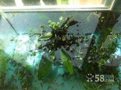 觀賞魚缸內(nèi)植物的作用：觀賞魚缸內(nèi)植物的主要作用 觀賞魚百科 第4張