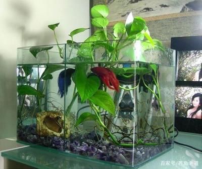 觀賞魚缸內(nèi)植物的作用：觀賞魚缸內(nèi)植物的主要作用 觀賞魚百科 第3張