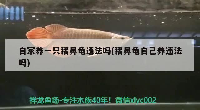 人工繁殖豬鼻龜是保護動物嗎：人工繁殖的豬鼻龜算保護動物嗎圖片大全(豬鼻子龜算保護動物嗎 豬鼻龜百科 第2張