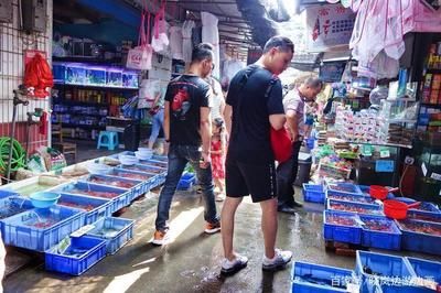 桂林水族批發(fā)市場：桂林水族市場在哪里