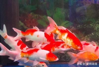 養(yǎng)一條龍魚要多大的魚缸：養(yǎng)龍魚所需魚缸尺寸 魚缸百科 第1張