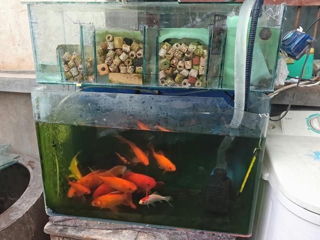 小米魚缸童：小米魚缸與其他品牌對比小米魚缸與其他品牌對比 魚缸百科 第4張