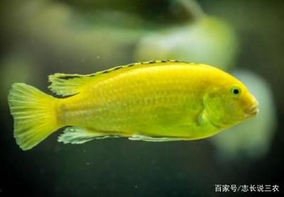 觀賞魚繁殖飼料配方：觀賞魚繁殖飼料的配方 觀賞魚百科 第2張