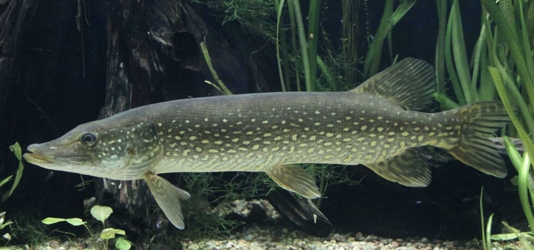 龍魚是咸水魚還是淡水魚：熱帶淡水魚的飼養(yǎng)技巧，如何挑選健康的龍魚 龍魚百科 第2張