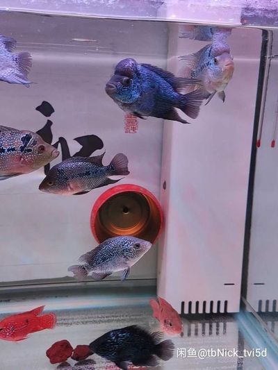 清遠魚缸批發(fā)市場：清遠魚缸批發(fā)市場在哪里 全國觀賞魚市場 第9張