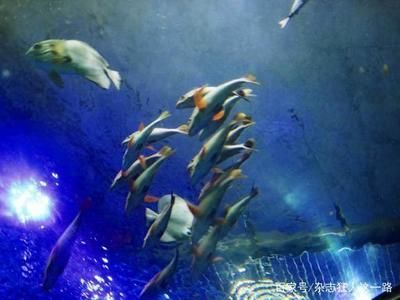 中國水族館哪里的比較好：世界最大的內(nèi)陸水族館——北京海洋館 水族館百科（水族館加盟） 第2張