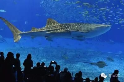 中國水族館哪里的比較好：世界最大的內(nèi)陸水族館——北京海洋館 水族館百科（水族館加盟） 第3張