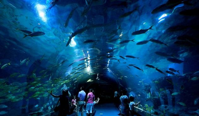 水族館里面：上海海洋水族館 水族館百科（水族館加盟） 第2張