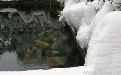 養(yǎng)龍魚要多少度的水：龍魚水溫過高怎么辦，龍魚水溫應控制在24-28攝氏度之間 龍魚百科 第2張