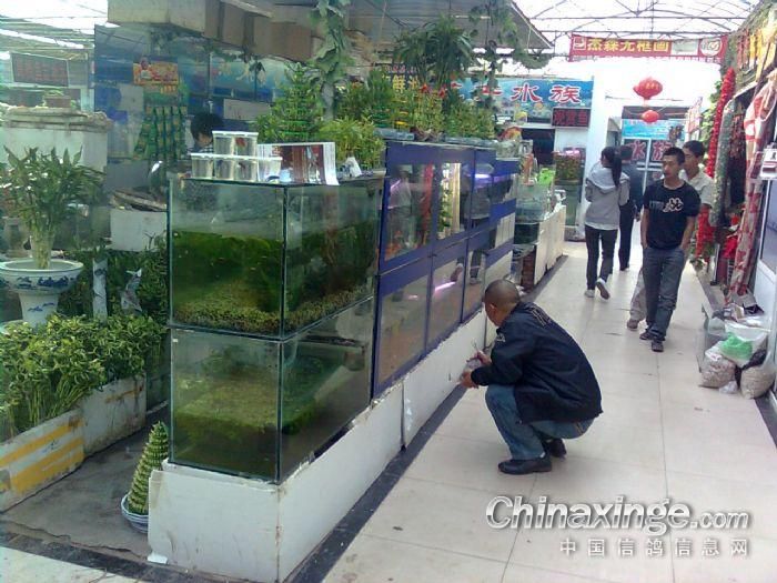 漢中水族批發(fā)市場：漢中市水族批發(fā)市場