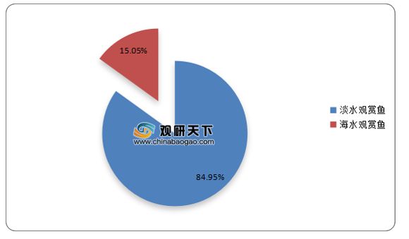 觀賞魚市場需求分析：觀賞魚市場需求穩(wěn)定增長 觀賞魚百科 第3張