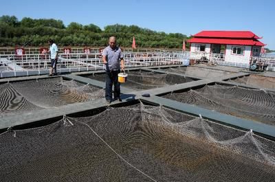 過背金龍魚用什么顏色背景：過背金龍魚的養(yǎng)殖方法 水族問答 第1張