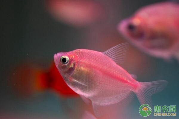 觀賞魚厭食食物更換技巧：如何解決觀賞魚厭食問題 觀賞魚百科 第3張