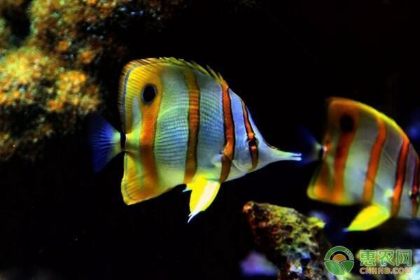 觀賞魚厭食食物更換技巧：如何解決觀賞魚厭食問題 觀賞魚百科 第2張