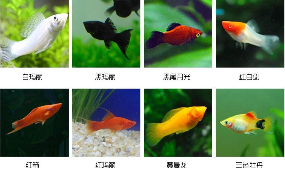 熱帶觀賞魚繁殖水溫對(duì)比：不同品種熱帶觀賞魚繁殖水溫的最佳范圍是25~[需手動(dòng)填充] 觀賞魚百科 第5張