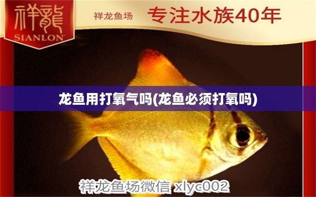 龍魚缺氧幾個(gè)小時(shí)能死：如何檢測魚缸氧氣含量 龍魚百科 第3張