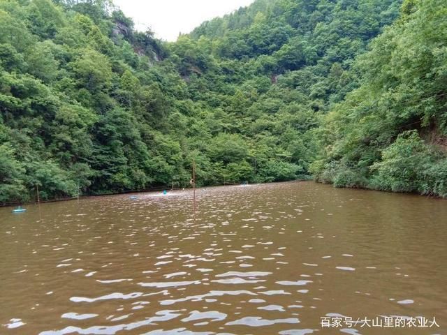 龍魚缺氧幾個(gè)小時(shí)能死：如何檢測魚缸氧氣含量 龍魚百科 第5張