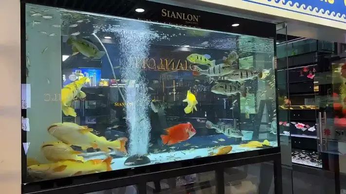 水族館加盟連鎖店怎么樣啊多少錢：水族館加盟連鎖店的費用分析