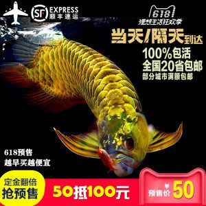 紅龍魚幼苗價格：紅龍魚幼苗價格受多種因素影響 紅龍魚百科 第1張