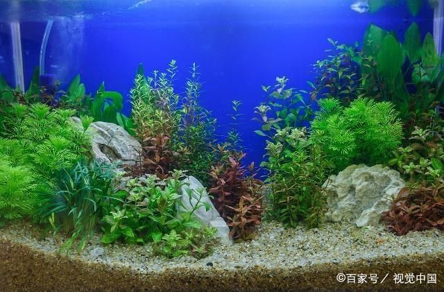 瑪麗魚缸里放什么水草：瑪麗魚缸水草養(yǎng)護技巧,莫斯水草種植注意事項,金魚藻蜈蚣草繁殖方法 魚缸百科 第4張