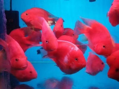 觀賞魚飼料保存技巧：觀賞魚飼料的保存技巧