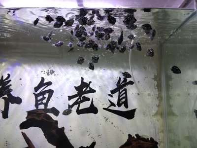 觀賞魚飼料保存技巧：觀賞魚飼料的保存技巧 觀賞魚百科 第3張