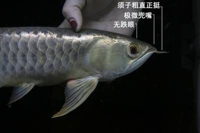 龍魚須子燒了還能長嗎：龍魚須子燒了還能長嗎如何預(yù)防龍魚須子燒傷影響壽命嗎 龍魚百科 第4張