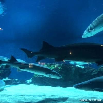 開(kāi)個(gè)水族館的艱難經(jīng)歷：水族館創(chuàng)業(yè)資金籌集技巧 水族館百科（水族館加盟） 第5張