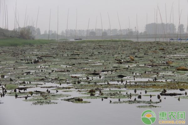 龍魚飼料保存不當(dāng)?shù)挠绊懀糊堲~飼料保存不當(dāng)可能導(dǎo)致龍魚飼料的質(zhì)量和營養(yǎng)價值 龍魚百科 第4張