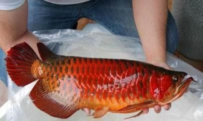 日本紅龍魚玩家多嗎：關(guān)于日本紅龍魚玩家的數(shù)量 紅龍魚百科 第3張